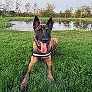 Ayko participe au concours pour gagner de l'argent avec cette photo : dog, grass, pond, outdoor, animal, canine, tongue_out, playful, ears_up, happy, nature, water, reflection, park, leash, collar, summer, daylight, greenery, muzzle