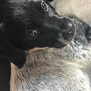 Phoebe a rejoint le concours — aidez-le/la à gagner de superbes lots ! canidae, carnivore, dog, dog_breed, eye, fur, longhaired_whippet, lurcher, photography, scottish_deerhound, snout, sporting_group, whiskers