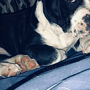 Zuko joined the competition — help win amazing prizes! dog, black_and_white, paw, close_up, resting, blanket, indoor, fur, animal, pet, lying_down, calm, snout, nose, whiskers, leg, cute, domestic_animal, canine, relaxing