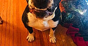 Zuko joined the competition — help win amazing prizes! dog, black_and_white, smiling, wooden_floor, indoor, christmas_tree, holiday, decorations, pet, animal, cute, happy, canine, companion, festive, home, furniture, flooring, bright, cheerful