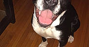 Zuko joined the competition — help win amazing prizes! animal, black_and_white, bright_eyes, canine, companion, cute, dog, domestic_animal, ears_up, flooring, friendly, happy, household, indoor, looking_up, pet, portrait, smiling, tongue_out, wooden_floor