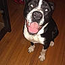 Zuko joined the competition — help win amazing prizes! dog, black_and_white, indoor, wooden_floor, pet, smiling, happy, canine, looking_up, tongue_out, ears_up, flooring, animal, domestic_animal, companion, household, portrait, cute, friendly, bright_eyes