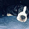Zuko is registered to the contest to win money with this photo: puppy, dog, sleeping, black_and_white, blanket, bedroom, cozy, indoor, cute, pet, animal, resting, fur, nose, ears, snout, peaceful, young_dog, curtains, soft_lighting