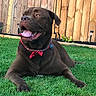 Arlo joined the competition — help win amazing prizes! dog, chocolate, bandana, grass, outdoor, fence, collar, pet, happy, canine, tongue_out, sunlight, summer, garden, plants, nature, animal, playful, domestic, relaxed