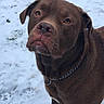 Arlo is registered to the contest to win money with this photo: animal, brown_dog, canine, chain_collar, close_up, collar, daylight, dog, expression, fur, looking_up, mammal, nature, outdoor, paw_prints, pet, portrait, snow, snowy_ground, winter