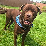 Arlo joined the competition — help win amazing prizes! animal, bandana, blue_bandana, brown_dog, canine, chain, collar, daylight, dog, ears, fence, friendly, garden, grass, greenery, lawn, mouth_open, outdoor, pet, snout