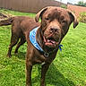 animal, bandana, blue_bandana, brown_dog, canine, chain, collar, daylight, dog, ears, fence, friendly, garden, grass, greenery, lawn, mouth_open, outdoor, pet, snout