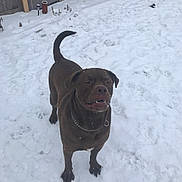 Arlo joined the competition — help win amazing prizes! dog, brown_dog, snow, snowy_background, outdoor, playful, pet, canine, winter, chain_collar, fence, yard, animal, cute, fur, tail, happy, standing, nature, daylight