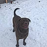 dog, brown_dog, snow, snowy_background, outdoor, playful, pet, canine, winter, chain_collar, fence, yard, animal, cute, fur, tail, happy, standing, nature, daylight