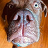 Arlo is registered to the contest to win money with this photo: animal, brown_dog, canine, close_range, close_up, curious, dog, domestic_animal, funny, fur, indoor, looking_up, muzzle, nose, pet, portrait, snout, whiskers, wide_eyes, wooden_floor