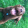 animal, brown_dog, canine, cheerful, closeup, collar, dog, excited, friendly, grass, greenery, happy, lying_down, nature, outdoor, pet, playful, summer, tongue, tongue_out