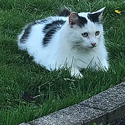 Boots joined the competition — help win amazing prizes! animal, black_patches, cat, curious, ears, feline, fur, garden, grass, greenery, lawn, mammal, nature, outdoor, pet, relaxed, resting, side_view, whiskers, white_cat