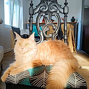 Vinicius participe au concours pour gagner de l'argent avec cette photo : cat, orange_cat, fluffy, chair, patterned_cushion, indoor, sunlight, wooden_floor, window, furniture, relaxed, pet, domestic_cat, whiskers, tail, ears, home, decor, daylight, cozy