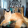 cat, orange_cat, fluffy, chair, patterned_cushion, indoor, sunlight, wooden_floor, window, furniture, relaxed, pet, domestic_cat, whiskers, tail, ears, home, decor, daylight, cozy