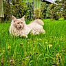 Vinicius a rejoint le concours — aidez-le/la à gagner de superbes lots ! cat, grass, garden, greenery, outdoor, plants, bushes, shed, feline, fluffy, nature, pet, animal, mammal, resting, playful, cream_colored, leafy, daylight, lush