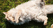 Vinicius a rejoint le concours — aidez-le/la à gagner de superbes lots ! cat, fluffy, cream_colored, grass, outdoor, sunlight, relaxed, playful, pet, animal, fur, whiskers, paw, nature, daylight, cute, resting, lying_down, mammal, adorable