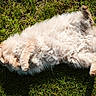 cat, fluffy, cream_colored, grass, outdoor, sunlight, relaxed, playful, pet, animal, fur, whiskers, paw, nature, daylight, cute, resting, lying_down, mammal, adorable