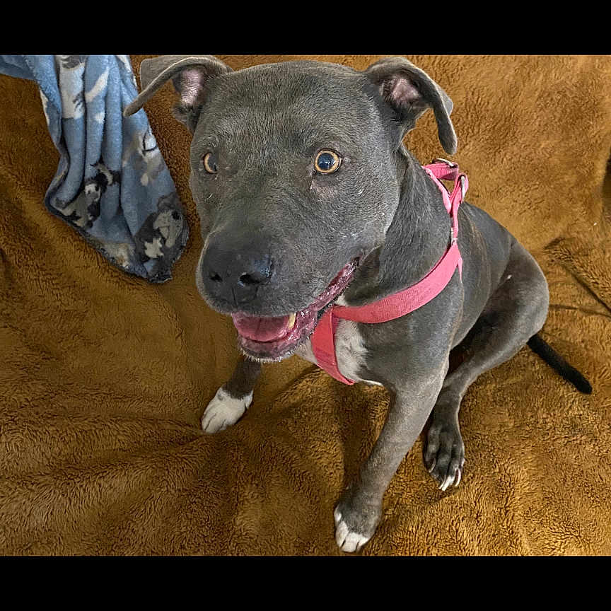 Bella is registered to the contest to win money with this photo: animal, blanket, blue_blanket, brown_blanket, canine, cute, dog, dog_pattern, ears, eyes, fur, grey_dog, indoor, nose, paw, pet, pink_harness, sitting, smiling_dog, tongue