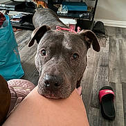 Bella joined the competition — help win amazing prizes! casual, close_up, collar, dog, ears, floor, fur, gray_dog, home, indoor, leg, looking_up, person, pet, pink_slipper, rubber_duck, shelf, slipper, snout, wood_floor