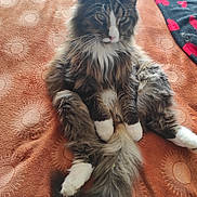 Vasco a rejoint le concours — aidez-le/la à gagner de superbes lots ! animal, bed, cat, cozy, cute, domestic_animal, feline, fluffy, fur, heart_pattern, indoor, long_hair, orange_blanket, paws, pet, relaxed, resting, striped, tail, white_paws