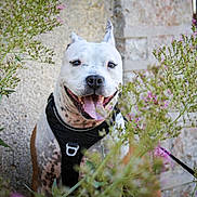 Zéphyr a rejoint le concours — aidez-le/la à gagner de superbes lots ! dog, happy, tongue_out, harness, wildflowers, greenery, pink_flowers, outdoor, nature, stone_wall, pet, animal, smiling, ears_up, closeup, sunlight, leash, fur, spot_pattern, garden