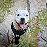 dog, happy, tongue_out, harness, wildflowers, greenery, pink_flowers, outdoor, nature, stone_wall, pet, animal, smiling, ears_up, closeup, sunlight, leash, fur, spot_pattern, garden
