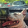 Zéphyr participe au concours pour gagner de l'argent avec cette photo : dog, tongue_out, happy, car_interior, harness, person, dashboard, traffic, trees, sunlight, window, seat, vehicle, pet, canine, smiling, road, nature, daytime, relaxation