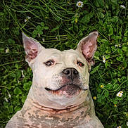 Zéphyr participe au concours pour gagner de l'argent avec cette photo : animal, canine, close_up, cute, dog, ears, face, flowers, grass, greenery, happy, lying_down, mammal, nature, outdoor, pet, playful, relaxed, spotted_coat, summer