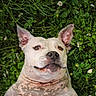 animal, canine, close_up, cute, dog, ears, face, flowers, grass, greenery, happy, lying_down, mammal, nature, outdoor, pet, playful, relaxed, spotted_coat, summer
