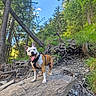 dog, canine, outdoor, forest, trees, rock, hiking, nature, happy, pet, animal, greenery, blue_sky, roots, trail, summer, sunlight, tongue_out, harness, smiling