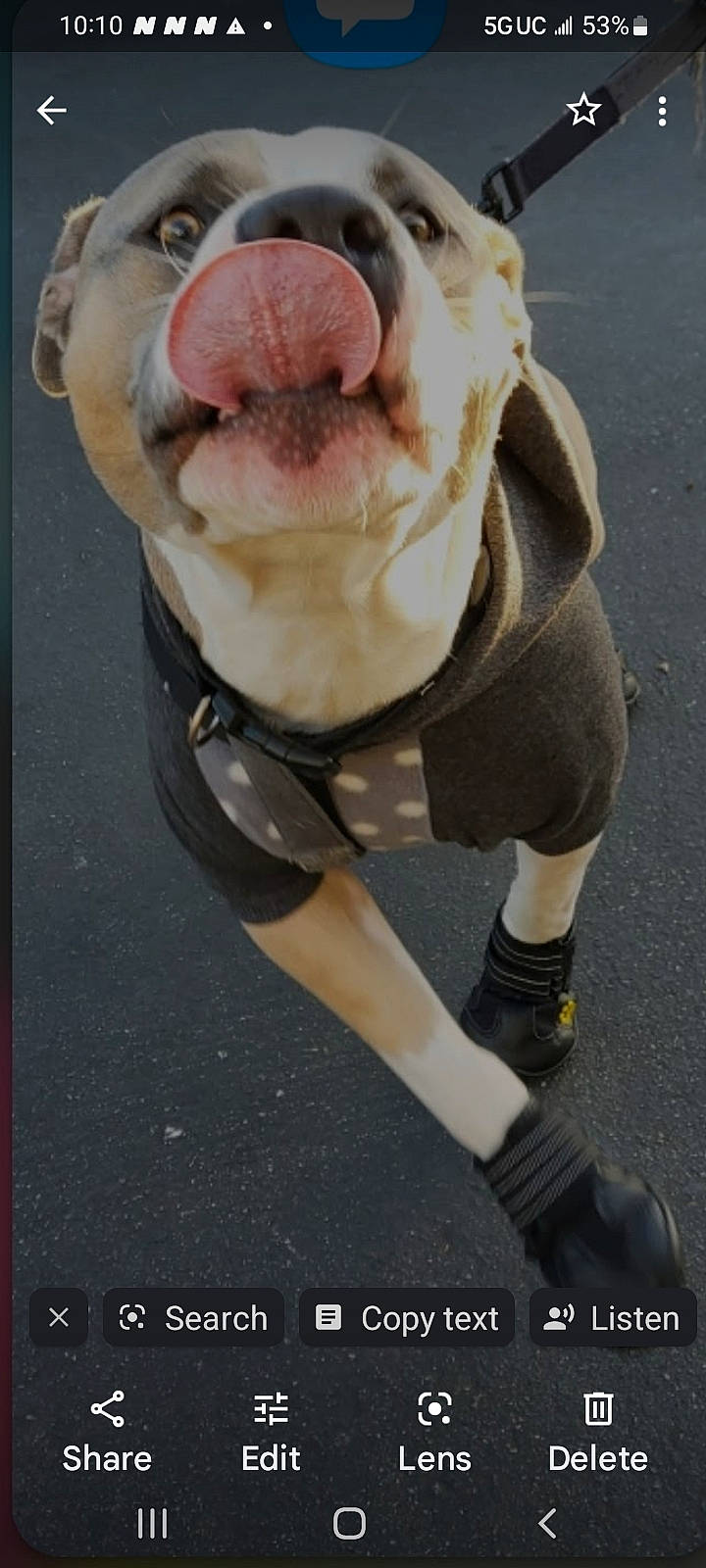 Jersey is registered to the contest to win money with this photo: asphalt, canidae, carnivore, companion_dog, dog, dog_breed, fawn, fur, human_leg, knee, personal_protective_equipment, plush, snout, sporting_group, stuffed_toy, tail, terrestrial_animal, toy, whiskers, wrinkle