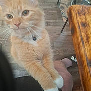 Taryn is registered to the contest to win money with this photo: cat, orange_tabby, white_paws, indoor, wooden_floor, wooden_table, metal_chair, pet, feline, collar, close_up, blurry, paw, flooring, animal, domestic, fur, whiskers, curious, person_leg
