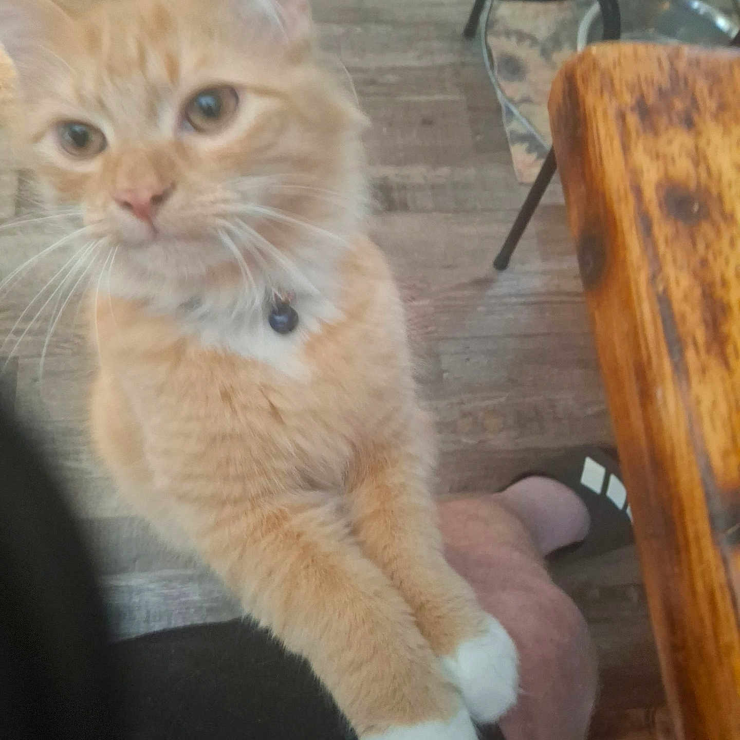 Taryn is registered to the contest to win money with this photo: cat, orange_tabby, white_paws, indoor, wooden_floor, wooden_table, metal_chair, pet, feline, collar, close_up, blurry, paw, flooring, animal, domestic, fur, whiskers, curious, person_leg