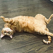 Prince Louie is registered to the contest to win money with this photo: animal, cat, collar, curious, cute, domestic_cat, ears, floor, fur, indoor, lying_down, mammal, orange_tabby, pet, playful, relaxed, tail, upside_down, whiskers, wooden_floor