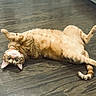 animal, cat, collar, curious, cute, domestic_cat, ears, floor, fur, indoor, lying_down, mammal, orange_tabby, pet, playful, relaxed, tail, upside_down, whiskers, wooden_floor