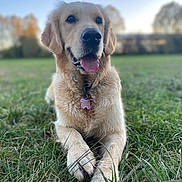Apy participe au concours pour gagner de l'argent avec cette photo : dog, golden_retriever, puppy, pet, animal, sitting, grass, outdoors, park, portrait, happy, smiling, tongue_out, fluffy, long_fur, collar, dog_tag, front_view, shallow_depth_of_field, sunset_light