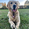 dog, golden_retriever, puppy, pet, animal, sitting, grass, outdoors, park, portrait, happy, smiling, tongue_out, fluffy, long_fur, collar, dog_tag, front_view, shallow_depth_of_field, sunset_light