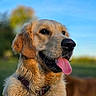 Apy a rejoint le concours — aidez-le/la à gagner de superbes lots ! dog, golden_retriever, pet, animal, canine, portrait, close_up, outdoor, sunlight, blue_sky, greenery, floppy_ears, open_mouth, tongue, happy, collar, tag, fluffy_fur, shallow_depth_of_field, nature