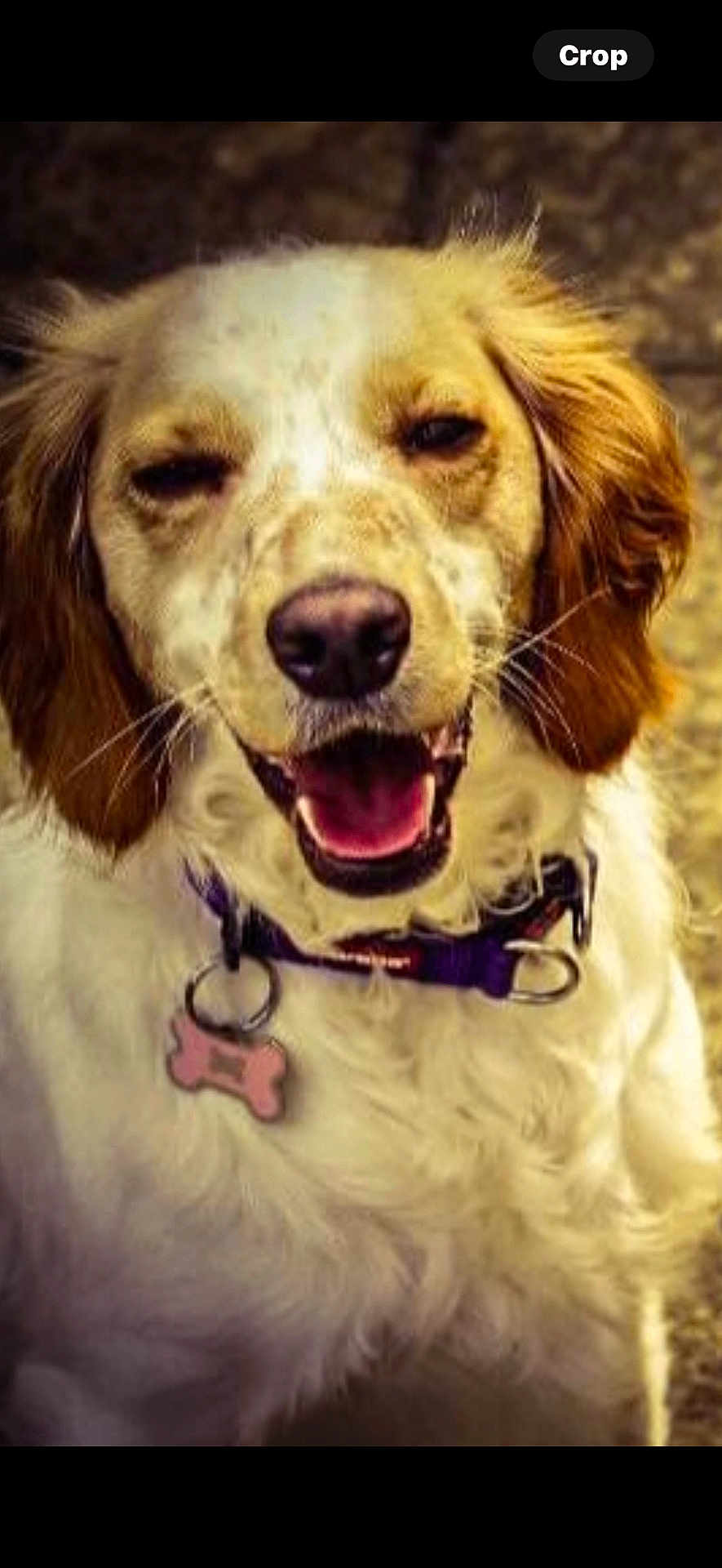 Ivy is registered to the contest to win money with this photo: dog, happy, smiling, collar, bone_tag, floppy_ears, white_fur, brown_spots, pet, close_up, portrait, canine, domestic_animal, animal, fur, muzzle, outdoor, friendly, tongue, cute