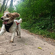 Ivy is registered to the contest to win money with this photo: dog, running, forest, path, greenery, trees, happy, ears_flapping, tongue_out, people, nature, outdoor, dirt_path, leaves, animals, excited, motion_blur, daylight, canine, walking