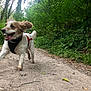 dog, running, forest, path, greenery, trees, happy, ears_flapping, tongue_out, people, nature, outdoor, dirt_path, leaves, animals, excited, motion_blur, daylight, canine, walking