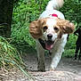 Ivy is registered to the contest to win money with this photo: dog, animal, outdoor, forest, nature, trail, greenery, happy, running, canine, pet, mammal, ears, tail, tongue, daylight, dirt_path, leaves, trees, excited