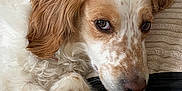 Ivy joined the competition — help win amazing prizes! dog, close_up, fluffy, speckled_fur, brown_and_white, paw, couch, cushion, relaxed, indoor, pet, animal, fur, nose, ears, laying_down, looking_away, soft_light, cozy, portrait