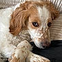 dog, close_up, fluffy, speckled_fur, brown_and_white, paw, couch, cushion, relaxed, indoor, pet, animal, fur, nose, ears, laying_down, looking_away, soft_light, cozy, portrait