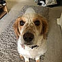 Ivy is registered to the contest to win money with this photo: dog, pet, indoor, carpet, shaggy_rug, brown_and_white, close_up, collar, dog_tag, floor, room, shoe, laundry, door, fur, mammal, canine, looking_up, cute, domestic_animal