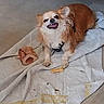 animal, brown_and_white, brown_dog, chew_toy, cloth, companion, cute, dog, domestic, floor, fur, happy_dog, household, indoor, pet, resting, sitting, small_dog, smiling, toy