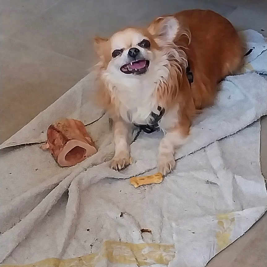 Rouky participe au concours pour gagner de l'argent avec cette photo : animal, brown_and_white, brown_dog, chew_toy, cloth, companion, cute, dog, domestic, floor, fur, happy_dog, household, indoor, pet, resting, sitting, small_dog, smiling, toy