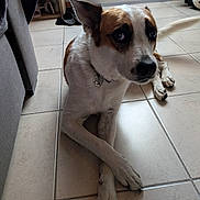 Bria participe au concours pour gagner de l'argent avec cette photo : animal, canine, collar, crossed_legs, cute, dog, domestic, ears, floor, furniture, household, indoor, light, looking_up, paw, pet, resting, shadow, shoes, tile