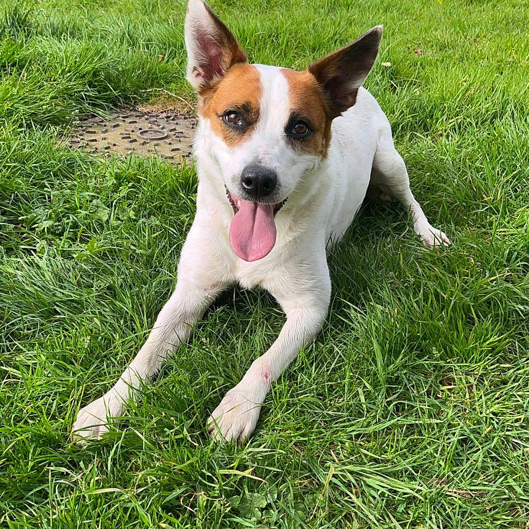 Bria participe au concours pour gagner de l'argent avec cette photo : animal, canine, daytime, dog, ears, field, grass, greenery, happy, muzzle, nature, outdoor, park, paw, pet, playful, resting, summer, sunlight, tongue_out