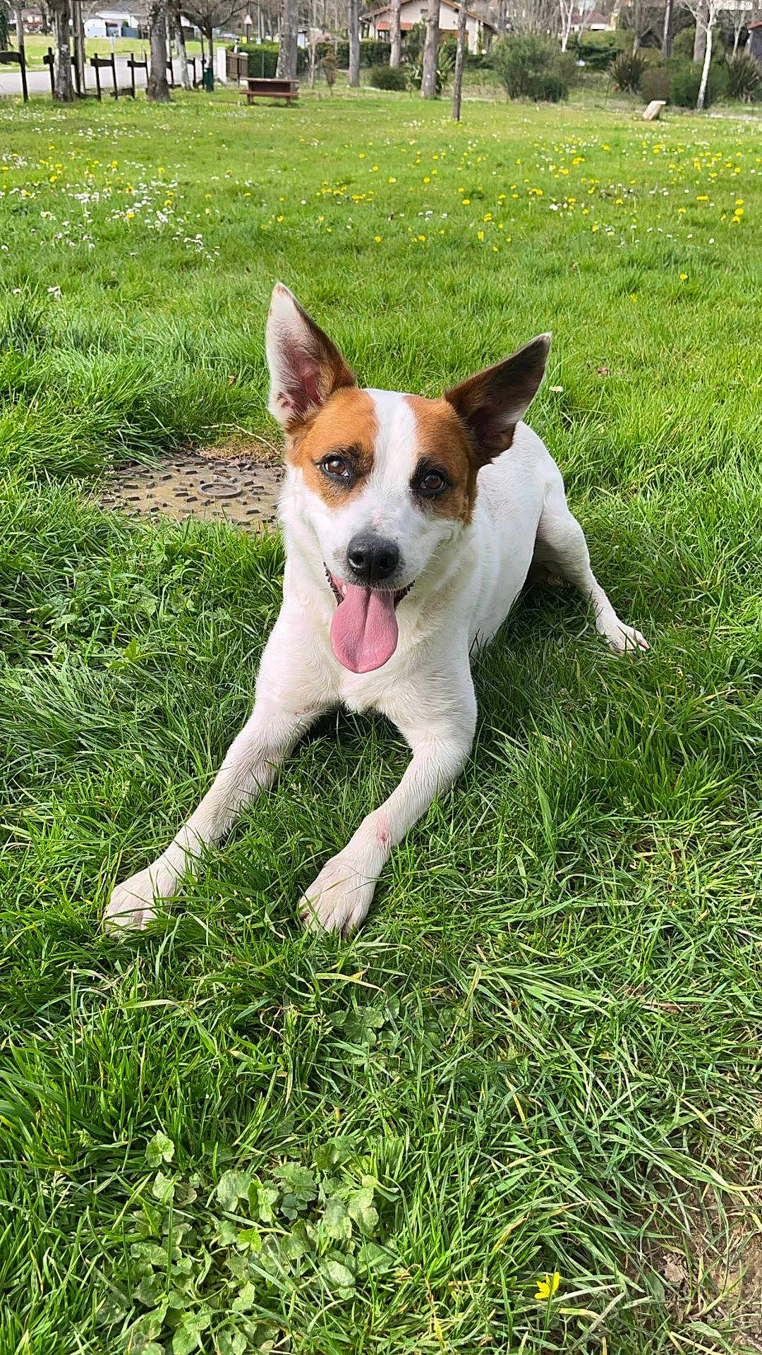 Bria participe au concours pour gagner de l'argent avec cette photo : animal, canine, daytime, dog, ears, field, grass, greenery, happy, muzzle, nature, outdoor, park, paw, pet, playful, resting, summer, sunlight, tongue_out